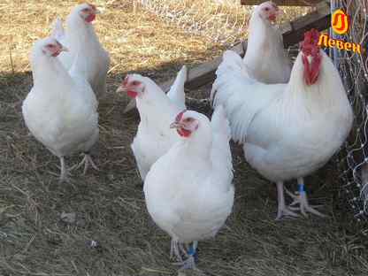 Несушки Хайсекс Уайт/5 мес./на яйце, Санкт-Петербург