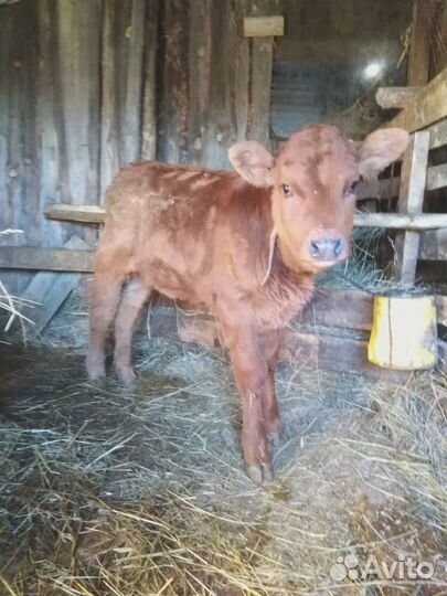 Продается телка