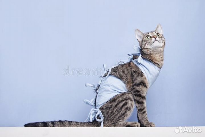 Стерилизация кошек, ультразвуковая чистка зубов