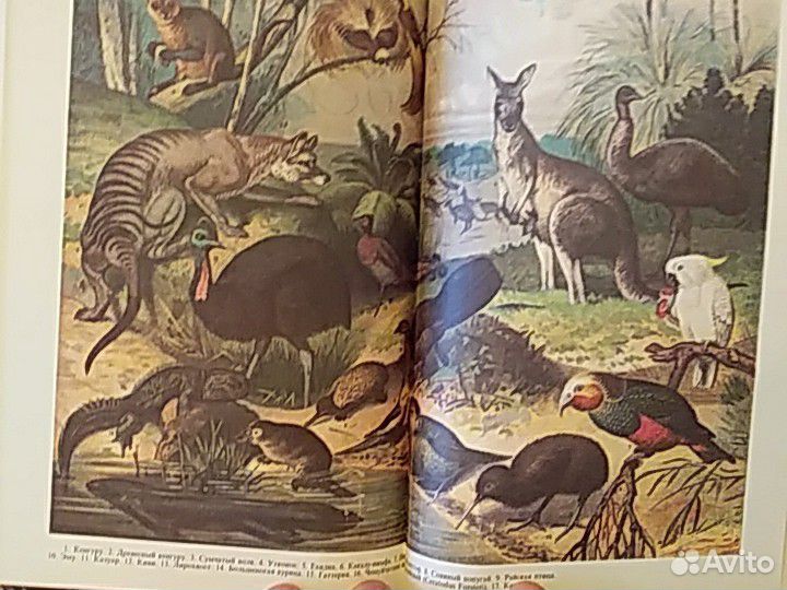 Брэм А.Э. жизнь животных 3 тома