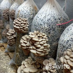 Компост в брикетах для выращивания шампиньонов | Мицелий грибов от производителя