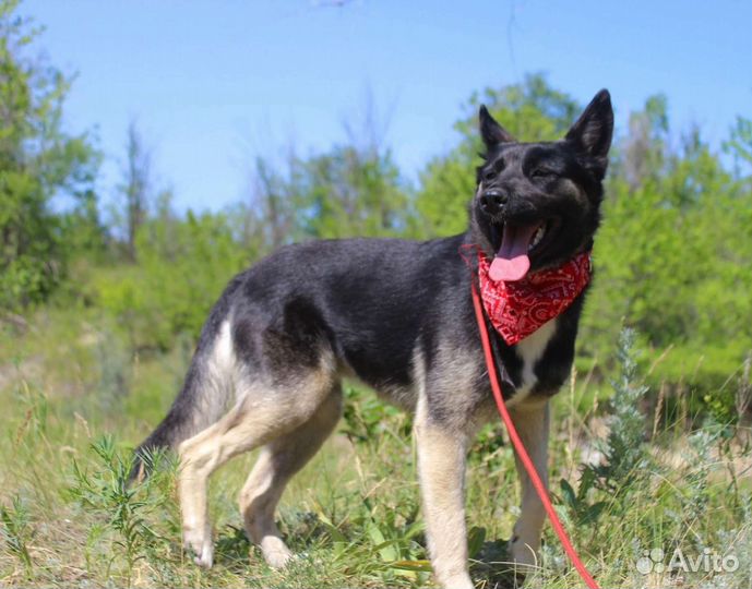 Собака Эмили