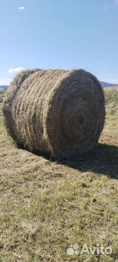 Продам сено в рулонах