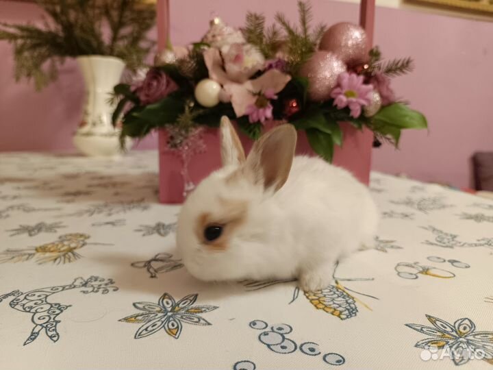 Декоративные кролики