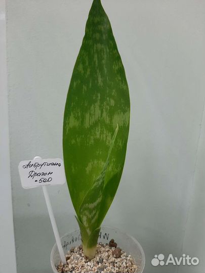 Сансевиерия