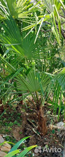 Пальма веерная