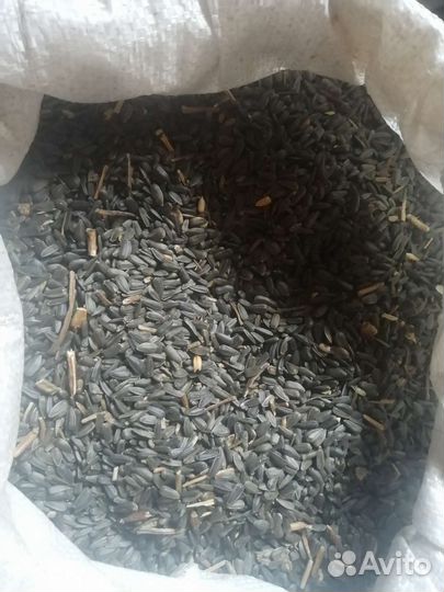 Семечки подсолнечника