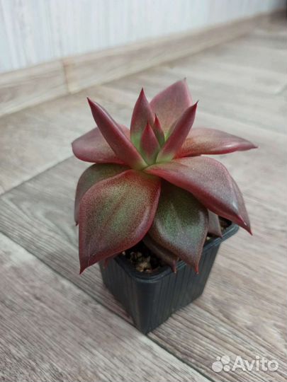 Эхеверия агавовидная 