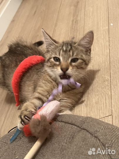 Котенок из приюта, девочка 3,5 месяца