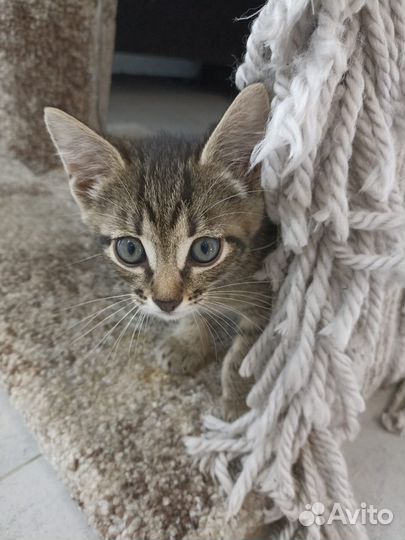 Котята полосатики в добрые руки