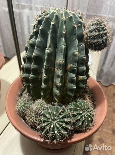 Продаю деток кактуса