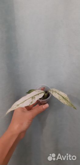 Спатифиллум City of angel (Сити оф ангел)