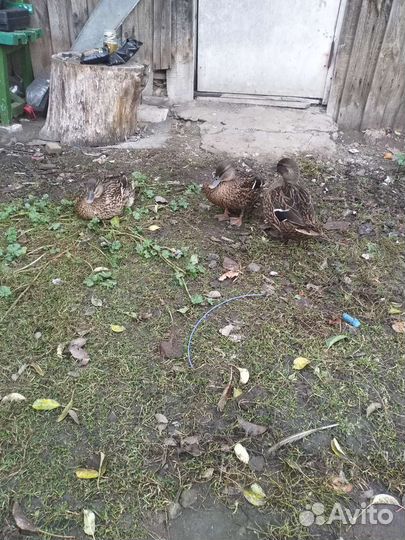 Утки подсадные для охоты