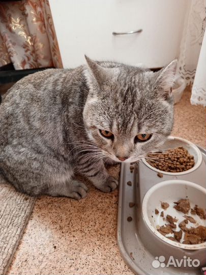 Шотландец кот в дар