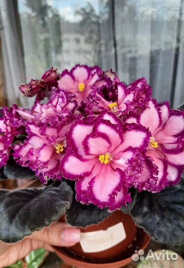 Комнатные растения