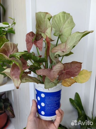 Комнатные цветы (фикус,сингониум, хойя