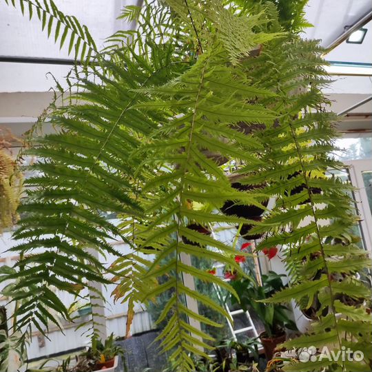 Папоротник Goniophlebium subauriculatum Knightiae