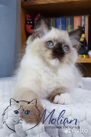 Рэгдоллы в разведение и домашние любимцы