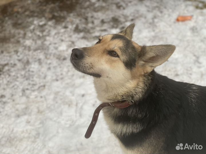 Отдаю собаку Умку в добрые руки