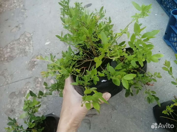 Черника садовая 