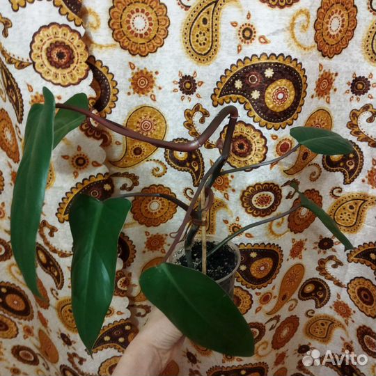 Филодендрон