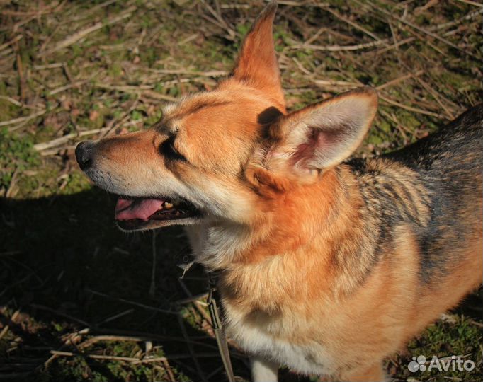 Лисичка Риджи в добрые руки