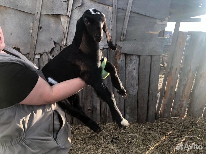 Нубийский козел