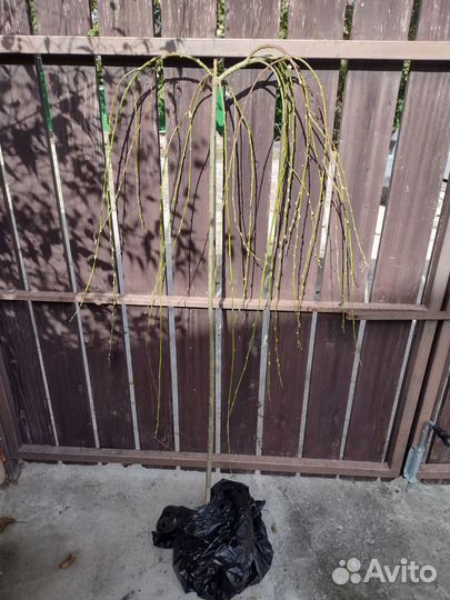 Штамб ива Хакуро Нишики и Пендула, Шалковица