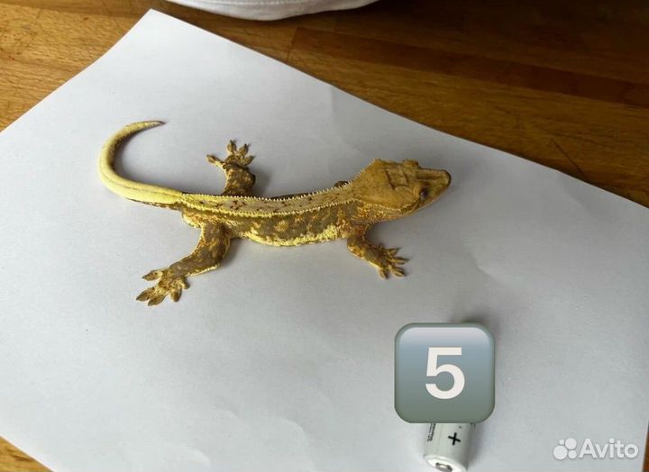 Самцы реснитчатого бананоеда. Морфа LW и др