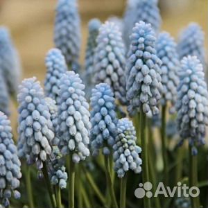 Мускари. Выдача началась