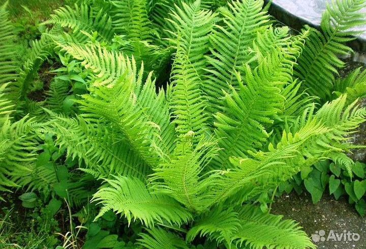 Многолетники для дачи