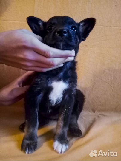 Привитая Джесси - щенок-девочка в дар