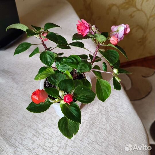 Бальзамин махр.оранж.Гибискус