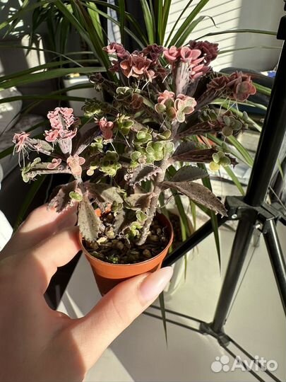 Суккуленты