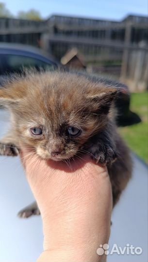 Отдам котят,очень красивые