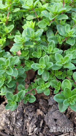 Рассада чабрец