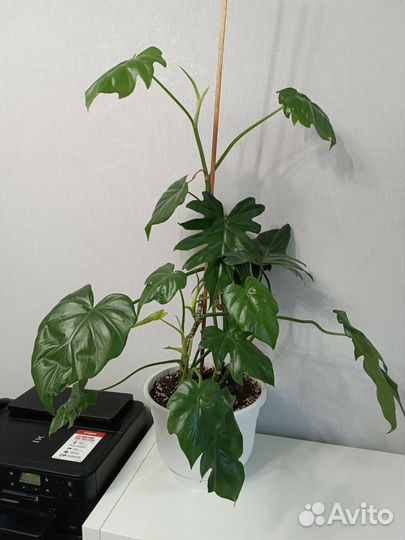 Филодендрон