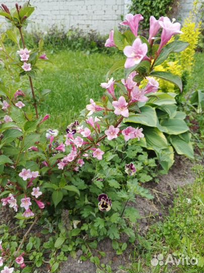 Цветы для сада