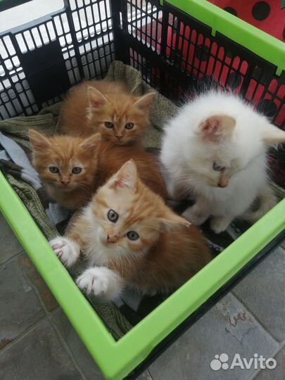 Котята отдам в добрые руки