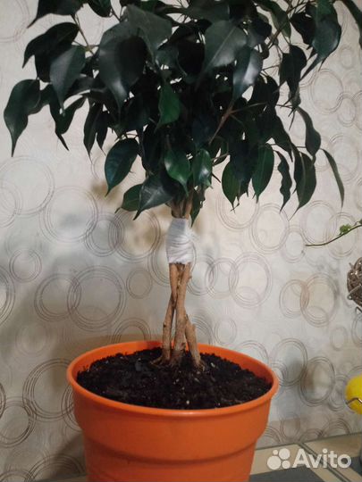 Фикус бенджамина