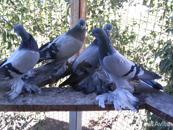 Голуби узбекские бойные