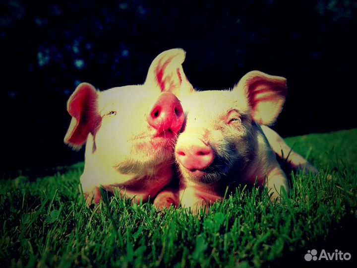Поросята