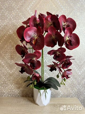 Орхидея латекс