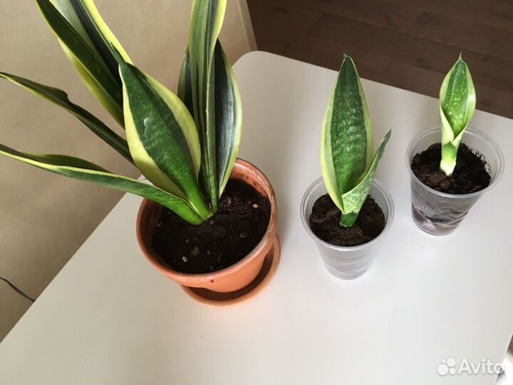 Сансевиерия голден flame