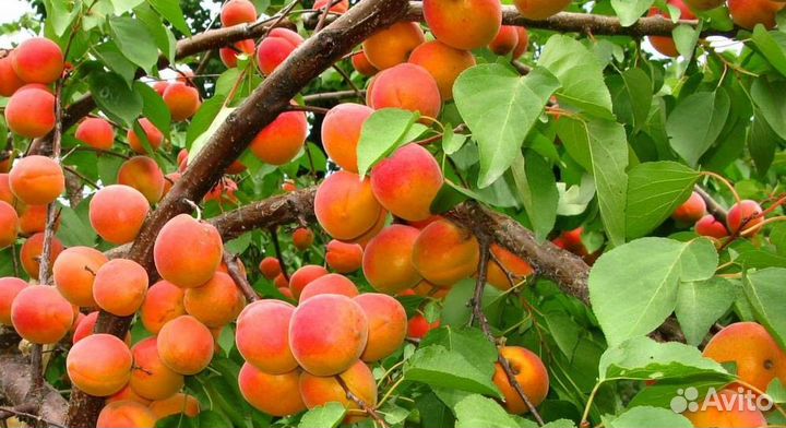 Абрикос для Сибири. Саженцы из питомника