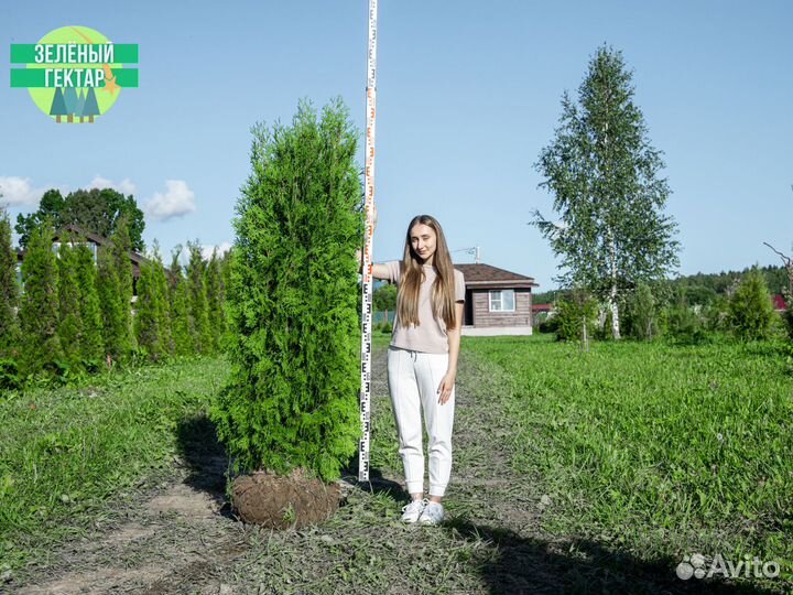 Туи колумна 2 м свежая копка 2023