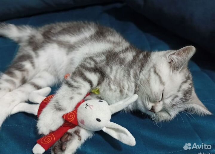 Вязка/случка/скрещивание кошек/разведение котят