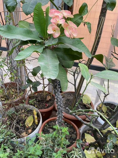 Молочай миля