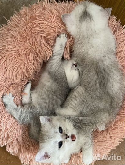 Серебристая шиншилла