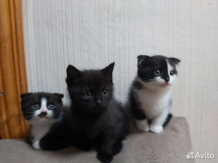 Котики ищут Дом